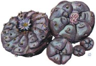 Peyote art