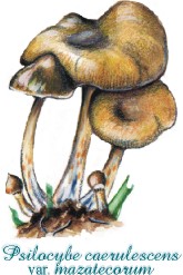 Psilocybe caerulescens var. mazatecorum