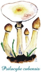 Psilocybe cubensis art