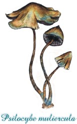 Psilocybe muliercula art